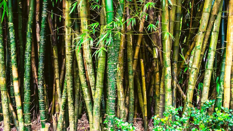 Bamboo trees