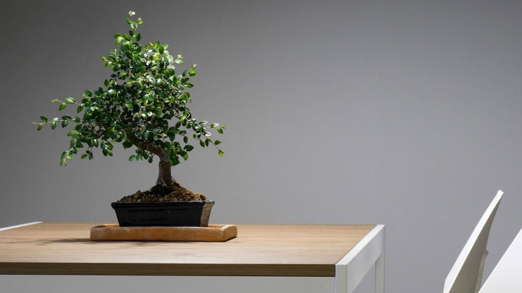 A bonsai tree on a table