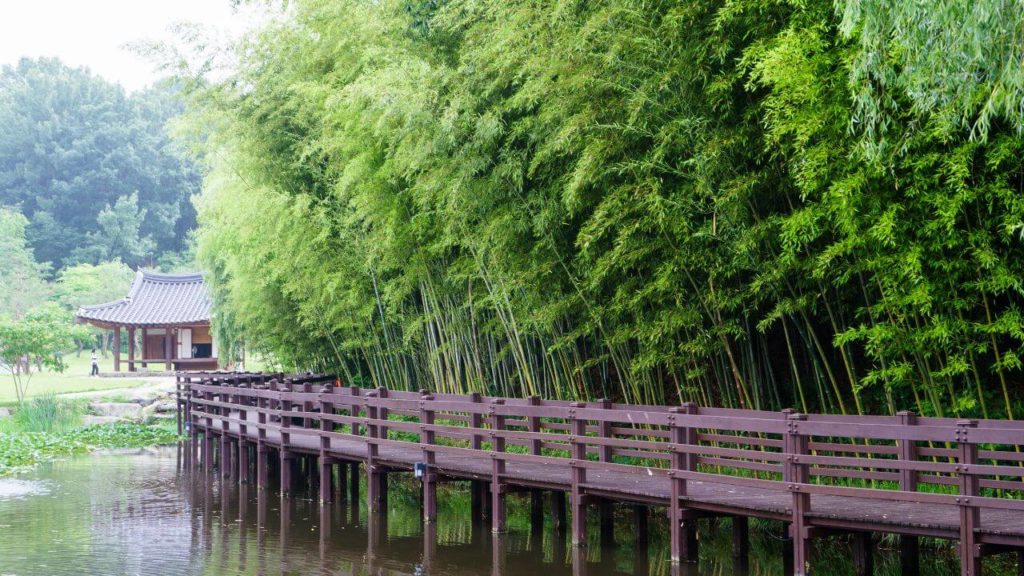 Bamboo grow next to a river