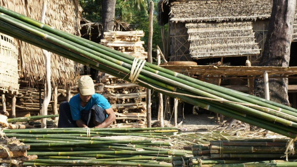 A man tying cut bamboo plants together